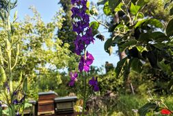 Biene fliegt zu lila Rittersporn-Blüte