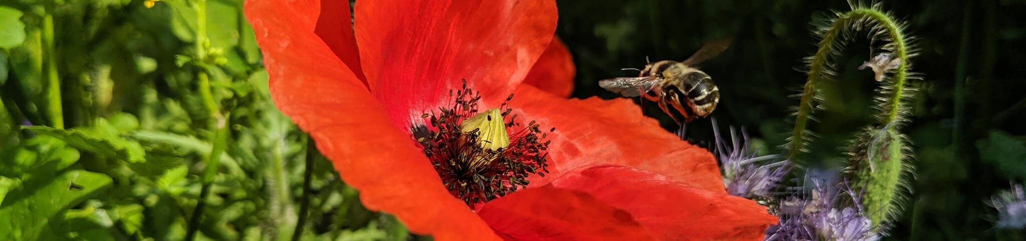 Biene fliegt zu roter Mohnblume