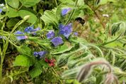 Hummel fliegt zu blauer Blüte